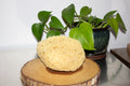 Body Sea Sponge